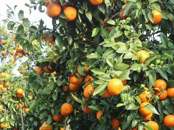 青皮桔油、橙皮--原油精簡(jiǎn)介
